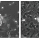 Credit: Zhou, Wang, and Yuan et al./Cell Stem Cell 2016